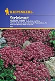 Sperli Blumensamen Steinkraut Alyssum, violett, grün Foto, neu 2024, bester Preis 2,01 € Rezension