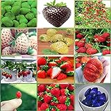 12 paquetes diferentes semillas de fresa (verde, blanco, negro, rojo, azul, gigante, Mini, Bonsai, rojo normal, Pineberry) E3508 Foto, nuevo 2024, mejor precio 6,99 € revisión
