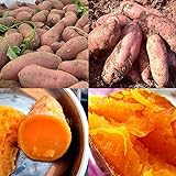 Sweet Potato Seeds Photo, new 2024, best price $11.99 review