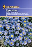 Sperli Blumensamen Alpenaster hellblau, grün Foto, neu 2024, bester Preis 1,86 € Rezension