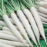 50+ Daikon Radish Seed Pack. Garden Planting, Jar Planting or Microgreens Photo, new 2024, best price $2.29 ($0.05 / Count) review