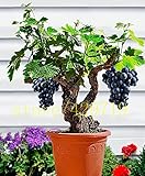 50 Traubenkernen Mini Bonsai Weinrebe Seeds - Vitis Vinifera Fruchtsamen für Pflanzenhausgarten Foto, neu 2024, bester Preis 14,99 € Rezension