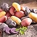 Photo Organic US Grown Potato Medley Mix - 10 Seed Potatoes Mixed Colors Red, Purple and Yellow from Easy to Grow Bulbs TM review