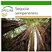 Foto SAFLAX - Secuoya roja - 50 semillas - Con sustrato estéril para cultivo - Sequoia sempervirens revisión