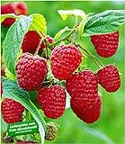 BALDUR Garten Rote Himbeeren TwoTimer® Sugana®, 3 Himbeerpflanzen, Rubus idaeus Foto, neu 2024, bester Preis 29,85 € Rezension