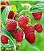 Foto BALDUR Garten Rote Himbeeren TwoTimer® Sugana®, 3 Himbeerpflanzen, Rubus idaeus Rezension