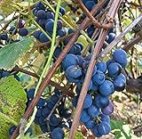 Concord Grape Seeds (Vitis labrusca 'Concord') 10+ Organic Michigan Concord Grape Vine Seeds in FROZEN SEED CAPSULES for The Gardener & Rare Seeds Collector - Plant Seeds Now or Save Seeds for Years Photo, new 2024, best price $14.95 review