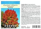 Seedeo® Zucker-Ahorn (Acer saccharum) 20 Samen Foto, neu 2024, bester Preis 3,50 € Rezension