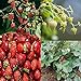 Photo David's Garden Seeds Collection Set Fruit Strawberry 7449 (Red) 4 Varieties 200 Non-GMO Seeds review