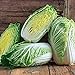 Photo 25+ Count Napa Michihili Heading Cabbage Seed, Heirloom, Non GMO Seed Tasty Healthy Veggie review
