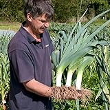 Seeds4planting - Seeds Onion Leek Giant Vegetable Heirloom Photo, new 2024, best price $6.94 review