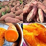 Sweet Potato Seeds, 50Pcs Purple Sweet Potato Seeds Nutrition Delicious Vegetable Bonsai Plants, Flower Seeds Plant Seeds Sweet Potato 50pcs Photo, new 2024, best price $10.99 ($0.22 / Count) review