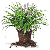 Royal Purple LIRIOPE - Size: 1 Gallon, Live Plant, Includes Special Blend Fertilizer & Planting Guide Photo, new 2024, best price $22.13 review