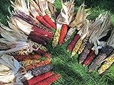 225 Iowa Indian Corn-Ornamental Seeds High Yeild Colorful Large Ears Photo, new 2024, best price $16.98 review