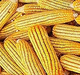 1 lb (1,600+ Seeds) Reid's Yellow Field Corn Seed (OP) Open pollinated Variety - Non-GMO Seeds by MySeeds.Co (1 lb Reid Yellow Corn) Photo, new 2024, best price $24.95 review