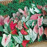 Caladium, Bulb, Fancy Mix, Pack of 10 (Ten), Easy to Grow, Colorful Mix, HOSTA Photo, new 2024, best price $17.90 ($1.79 / Count) review