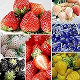 Oce180anYLVUK Erdbeersamen, 100 Stück/Beutel Mehrfarbige Vitaminreiche Erdbeersamen GVO-freie Fruchtsämlinge Für Die Landwirtschaft Schwarz Foto, neu 2024, bester Preis 4,03 € Rezension