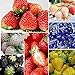 Foto Oce180anYLVUK Erdbeersamen, 100 Stück/Beutel Mehrfarbige Vitaminreiche Erdbeersamen GVO-freie Fruchtsämlinge Für Die Landwirtschaft Schwarz Rezension