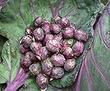 Seeds4planting - Seeds Brussels Sprouts Cabbage Purple Heirloom Vegetable Non GMO Photo, new 2024, best price $6.94 review