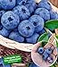 Foto BALDUR Garten Heidelbeere Kosmopolitan Blaubeeren Heidelbeeren Pflanze, 1 Pflanze Vaccinium corymbosum reichtragend rotes Fruchtfleisch Rezension