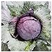 Photo Everwilde Farms - 1 Lb Red Acre Cabbage Seeds - Gold Vault review