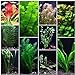 Photo 10 Species Live Aquarium Plants Package - Anacharis, Swords, Vallisneria and More! review