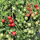 Gartenperle Tomatensamen für ca. 20 Pflanzen - ideale Kübeltomate, Massenertrag Foto, neu 2024, bester Preis 1,99 € (0,10 € / stück) Rezension