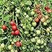 Foto Gartenperle Tomatensamen für ca. 20 Pflanzen - ideale Kübeltomate, Massenertrag Rezension