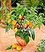 Foto 100 Stück/Beutel Mini-Süßmelonensamen, Melonenbaum, nicht-gentechnikverändernd, organische Obst- und Gemüsesamen für Heimwerker, Heimgarten Rezension
