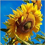 Seed Needs, 300 Large Mammoth Grey Stripe Sunflower Seeds For Planting (Helianthus annuus) These Sun Flowers are Perfect for the Garden, Attracts Birds, Bees and Butterflies! BULK Photo, new 2024, best price $8.99 ($8.99 / Count) review