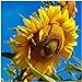 Photo Seed Needs, 300 Large Mammoth Grey Stripe Sunflower Seeds For Planting (Helianthus annuus) These Sun Flowers are Perfect for the Garden, Attracts Birds, Bees and Butterflies! BULK review