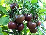 30+ Black Cherry Tomato Seeds, Heirloom Non-GMO, Low Acid, Indeterminate, Open-Pollinated, Sweet, Productive, from USA Photo, new 2024, best price $3.15 ($44.68 / Ounce) review