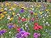 Foto Blumenwiese mit 65 Wildkräuterarten, fünfjährige Bienenweide, insektenfreundliche Blühwiese, wilde mehrjährige winterharte Samenmischung für Bienen Hummeln und Schmetterlinge, Blumenwiesen (20qm) Rezension