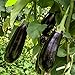 Foto Black Beauty Aubergine Samen für ca. 20 Pflanzen - ertragreiche Sorte mit dunkelvioletten Früchten Rezension