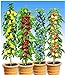 Foto BALDUR Garten Säulen-Obst-Kollektion Birne, Kirsche, Pflaume & Apfel, 4 Pflanzen als Säule Birnbaum, Kirschbaum, Pflaumenbaum, Apfelbaum Rezension