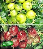 BALDUR Garten Stachelbeer-Sträucher-Set, 2 Pflanzen Ribes 'Gelbe Invicta®' und 'Rote Spinefree®' Foto, neu 2024, bester Preis 16,99 € Rezension