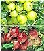 Foto BALDUR Garten Stachelbeer-Sträucher-Set, 2 Pflanzen Ribes 'Gelbe Invicta®' und 'Rote Spinefree®' Rezension
