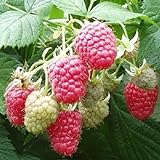 5 Joan J Raspberry Plants-Everbearing, Thornless (5 Lrg 2 Yrs Bare Root Canes) Photo, new 2024, best price $49.95 review