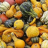 100 Stück Kürbiskerne Natürliche dekorative hochkeimende gemischte kleine Kürbis-Gemüsesamen für Gärten Foto, neu 2024, bester Preis 7,66 € Rezension