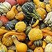 Foto 100 Stück Kürbiskerne Natürliche dekorative hochkeimende gemischte kleine Kürbis-Gemüsesamen für Gärten Rezension