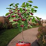 10 Seeds Dwarf Cherry Tree Self-Fertile Fruit Tree Indoor/Outdoor Photo, new 2024, best price $7.95 ($0.80 / Count) review