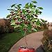 Photo 10 Seeds Dwarf Cherry Tree Self-Fertile Fruit Tree Indoor/Outdoor review