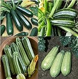 David's Garden Seeds Collection Set Zucchini 9835 (Green) 4 Varieties 100 Non-GMO, Open Pollinated Seeds Photo, new 2024, best price $16.95 ($4.24 / Count) review