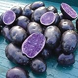 Simply Seed - Purple Majesty - Naturally Grown Seed Potatoes - 5 LB- Ready for Spring Planting Photo, new 2024, best price $14.99 ($0.19 / Ounce) review