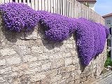 250 Aubrieta Seeds - Cascade Purple Flower Seeds, Perennial, Deer Resistant ! Photo, new 2024, best price $9.49 ($0.04 / Count) review