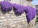 Photo 250 Aubrieta Seeds - Cascade Purple Flower Seeds, Perennial, Deer Resistant ! review