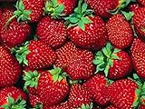 Fort Laramie Everbearing Strawberry 25 Bare Root Plants - Hardiest Everbearer Photo, new 2024, best price $13.09 review