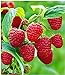 Foto BALDUR Garten Himbeeren TwoTimer® Sugana®, 1 Pflanze Rubus idaeus Himbeerpflanze Rezension