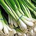 Photo 1000 Scallion Seeds, A.k.a Green Onion, Spring Onion. Grow Spring/ Late Summer/fall review