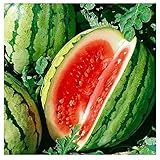 25 Dixie Queen Watermelon Seeds | Non-GMO | Heirloom | Instant Latch Garden Seeds Photo, new 2024, best price $5.95 review